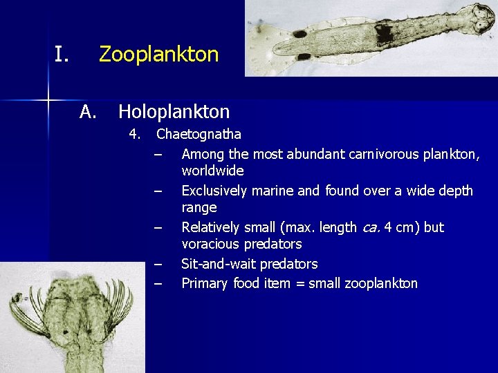 I. Zooplankton A. Holoplankton 4. Chaetognatha – Among the most abundant carnivorous plankton, worldwide