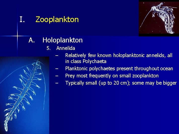 I. Zooplankton A. Holoplankton 5. Annelida – Relatively few known holoplanktonic annelids, all in