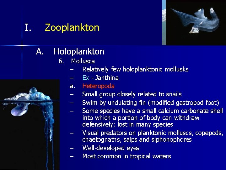 I. Zooplankton A. Holoplankton 6. Mollusca – Relatively few holoplanktonic mollusks – Ex -
