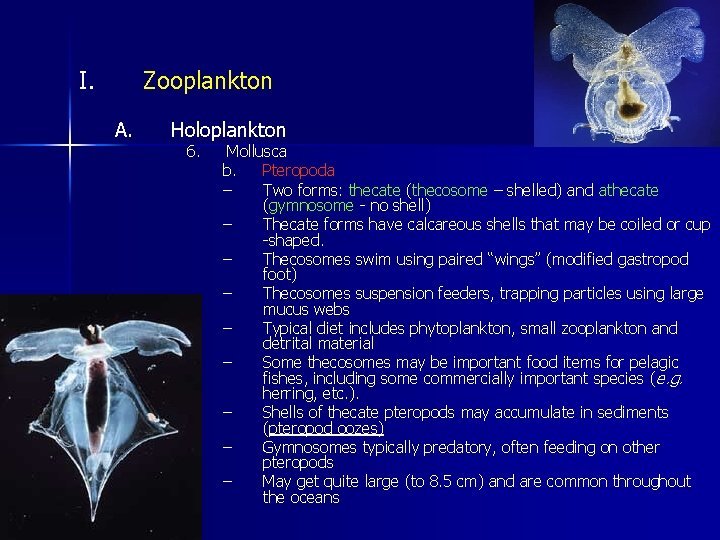 I. Zooplankton A. Holoplankton 6. Mollusca b. Pteropoda – Two forms: thecate (thecosome –