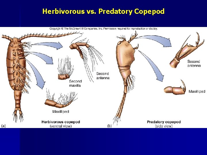 Herbivorous vs. Predatory Copepod 