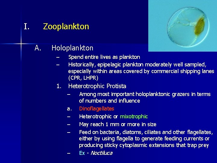 I. Zooplankton A. Holoplankton – – Spend entire lives as plankton Historically, epipelagic plankton