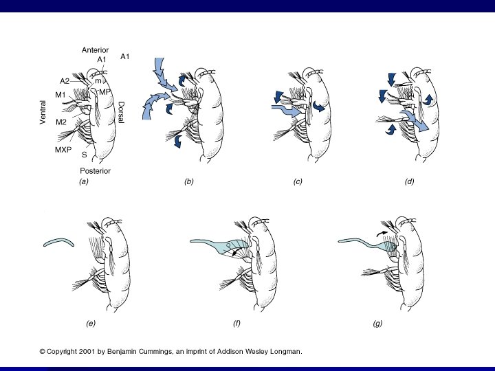 Copepod Suspension Feeding Mechanism Selective Particle Sorting 