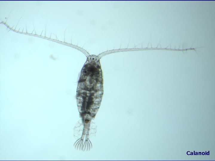 Calanoid 