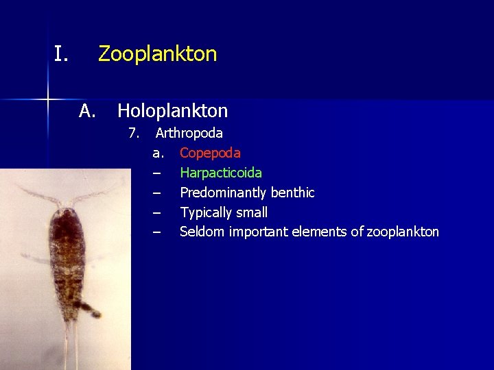 I. Zooplankton A. Holoplankton 7. Arthropoda a. Copepoda – Harpacticoida – Predominantly benthic –