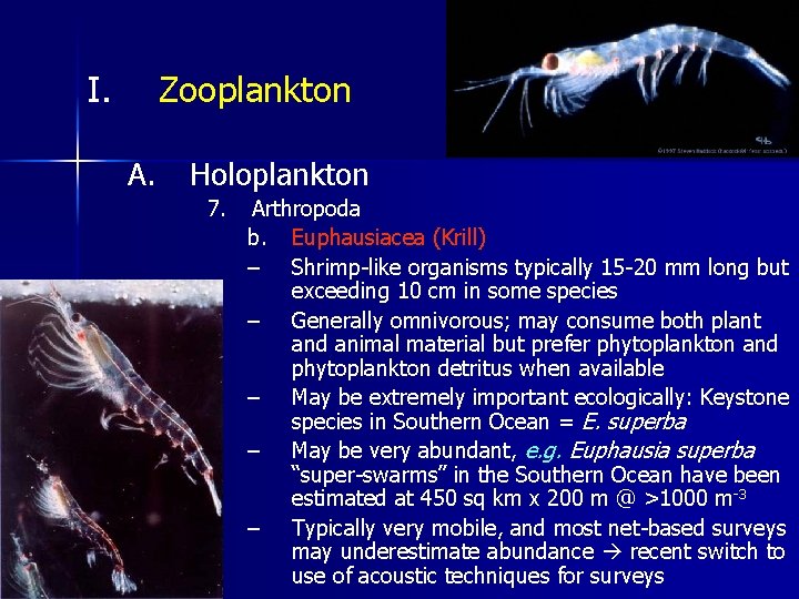 I. Zooplankton A. Holoplankton 7. Arthropoda b. Euphausiacea (Krill) – Shrimp-like organisms typically 15