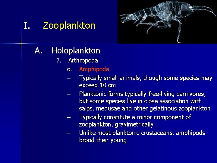 I. Zooplankton A. Holoplankton 7. Arthropoda c. Amphipoda – Typically small animals, though some