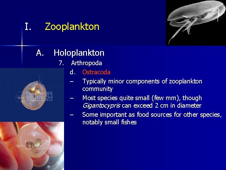I. Zooplankton A. Holoplankton 7. Arthropoda d. Ostracoda – Typically minor components of zooplankton