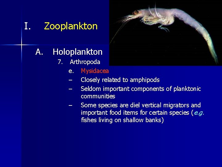 I. Zooplankton A. Holoplankton 7. Arthropoda e. Mysidacea – Closely related to amphipods –