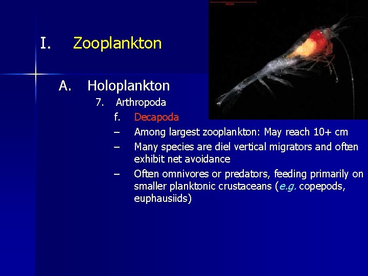I. Zooplankton A. Holoplankton 7. Arthropoda f. Decapoda – Among largest zooplankton: May reach