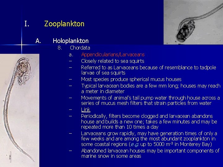 I. Zooplankton A. Holoplankton 8. Chordata a. Appendicularians/Larvaceans – Closely related to sea squirts