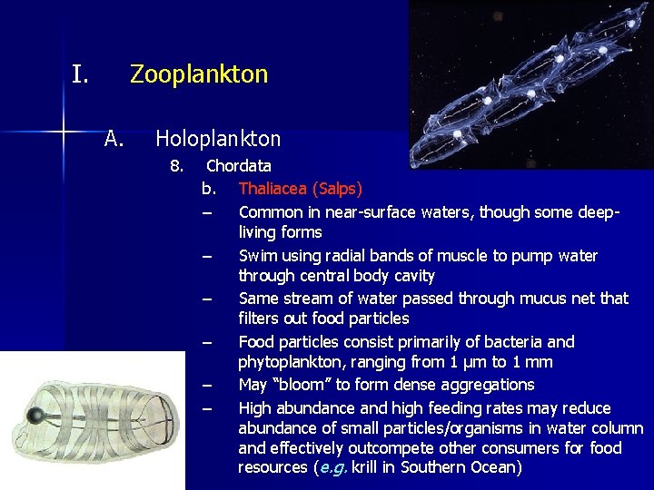 I. Zooplankton A. Holoplankton 8. Chordata b. Thaliacea (Salps) – Common in near-surface waters,