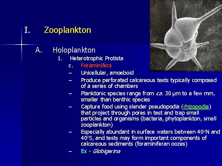 I. Zooplankton A. Holoplankton 1. Heterotrophic Protista c. Foraminifera – Unicellular, amoeboid – Produce