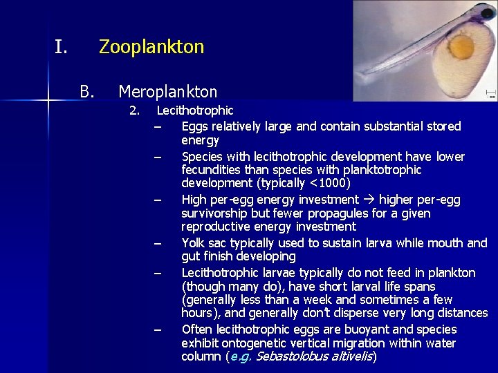 I. Zooplankton B. Meroplankton 2. Lecithotrophic – Eggs relatively large and contain substantial stored
