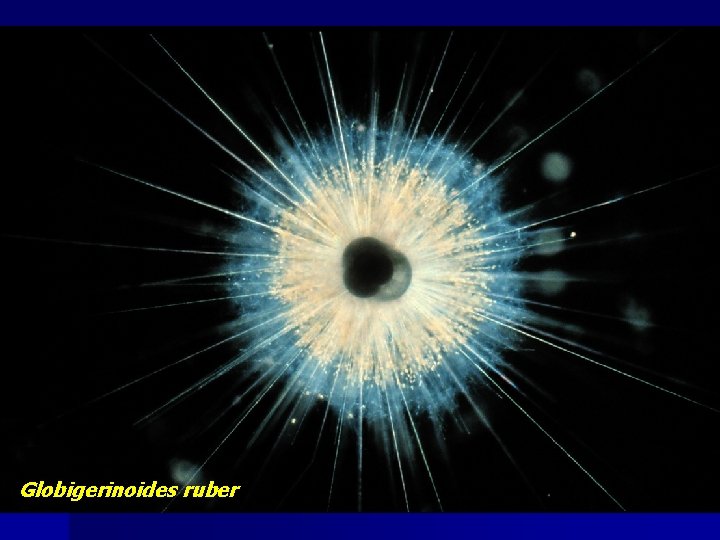 Globigerinoides ruber 