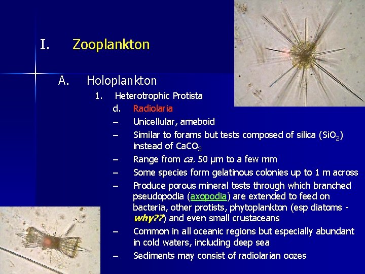 I. Zooplankton A. Holoplankton 1. Heterotrophic Protista d. Radiolaria – Unicellular, ameboid – Similar