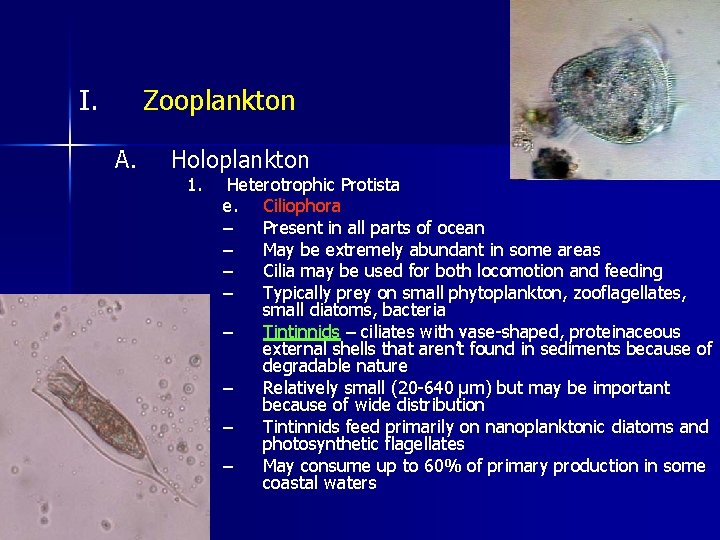 I. Zooplankton A. Holoplankton 1. Heterotrophic Protista e. Ciliophora – Present in all parts