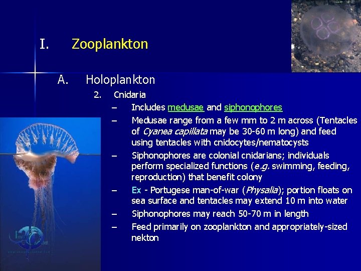 I. Zooplankton A. Holoplankton 2. Cnidaria – Includes medusae and siphonophores – Medusae range