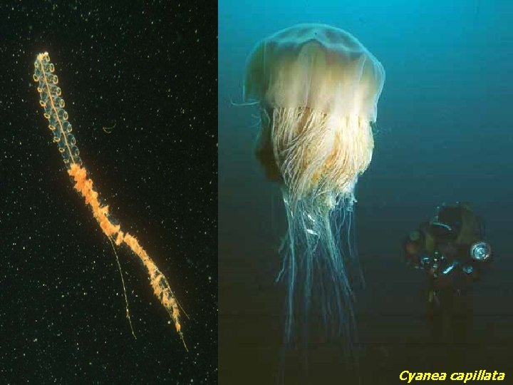 Cyanea capillata 