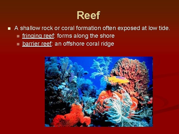 Reef n A shallow rock or coral formation often exposed at low tide. n