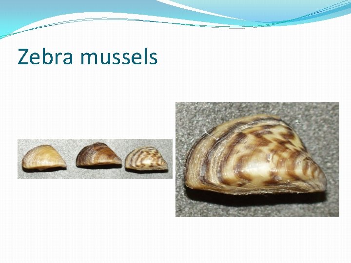 Zebra mussels 