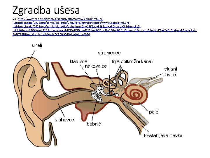 Zgradba ušesa Vir: http: //www. google. si/imgres? imgurl=http: //www. educa. fmf. unilj. si/izodel/sola/2003/ura/tomic/biologija/uho 2.