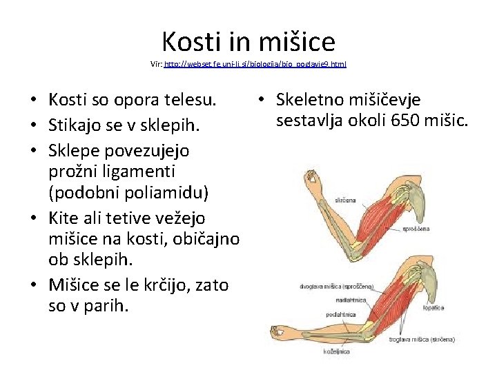 Kosti in mišice Vir: http: //webset. fe. uni-lj. si/biologija/bio_poglavje 9. html • Kosti so