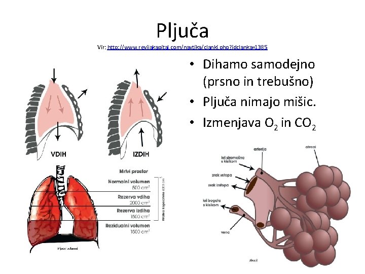 Pljuča Vir: http: //www. revijakapital. com/navtika/clanki. php? idclanka=1385 • Dihamo samodejno (prsno in trebušno)