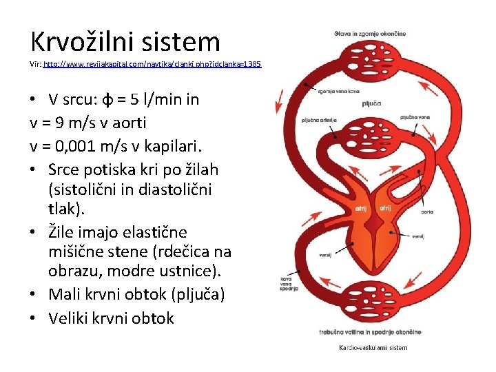 Krvožilni sistem Vir: http: //www. revijakapital. com/navtika/clanki. php? idclanka=1385 • V srcu: φ =