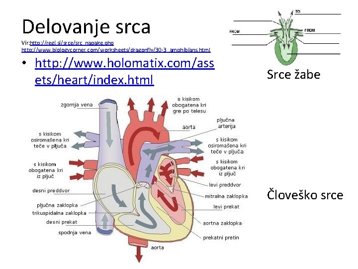 Delovanje srca Vir: http: //regi. si/srce/src_napake. php http: //www. biologycorner. com/worksheets/dragonfly/30 -3_amphibians. html •