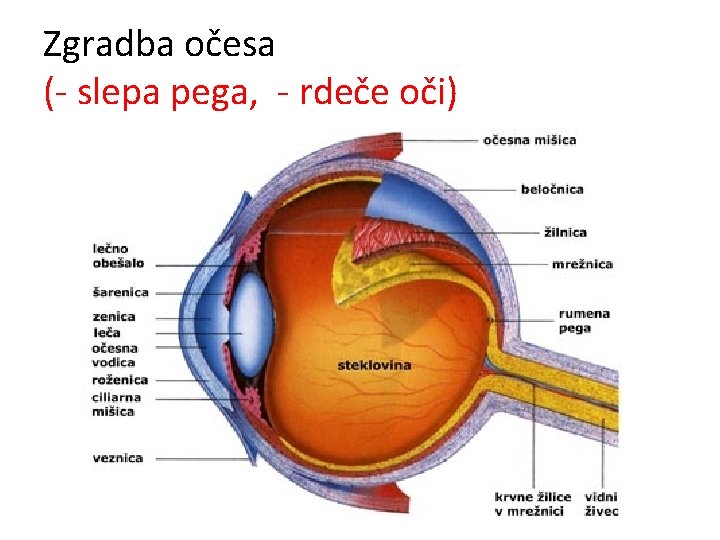 Zgradba očesa (- slepa pega, - rdeče oči) 