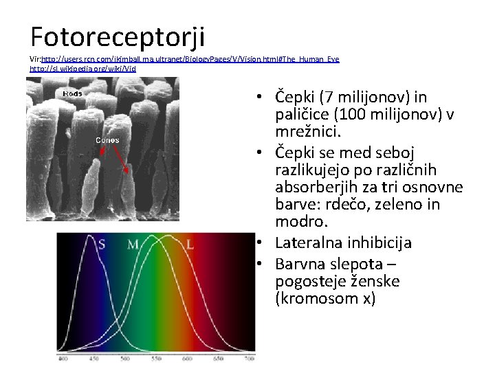 Fotoreceptorji Vir: http: //users. rcn. com/jkimball. ma. ultranet/Biology. Pages/V/Vision. html#The_Human_Eye http: //sl. wikipedia. org/wiki/Vid