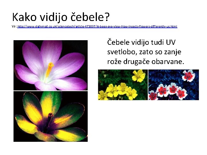 Kako vidijo čebele? Vir: http: //www. dailymail. co. uk/sciencetech/article-473897/A-bees-eye-view-How-insects-flowers-differently-us. html Čebele vidijo tudi UV