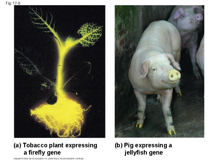 Fig. 17 -6 (a) Tobacco plant expressing a firefly gene (b) Pig expressing a