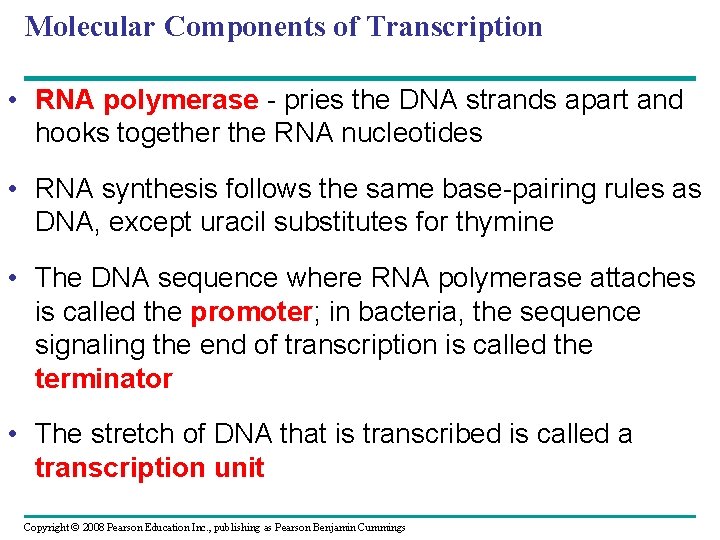 Molecular Components of Transcription • RNA polymerase - pries the DNA strands apart and