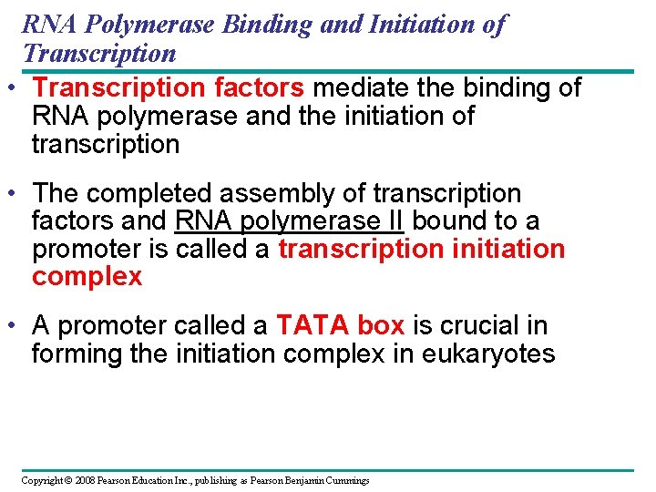 RNA Polymerase Binding and Initiation of Transcription • Transcription factors mediate the binding of