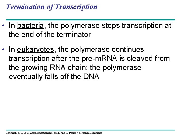 Termination of Transcription • In bacteria, the polymerase stops transcription at the end of