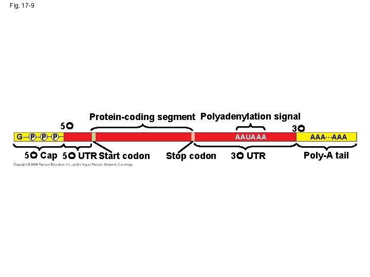 Fig. 17 -9 5 G P Protein-coding segment Polyadenylation signal 3 5 Cap 5