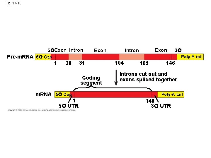 Fig. 17 -10 5 Exon Intron 3 Pre-m. RNA 5 Cap Poly-A tail 1