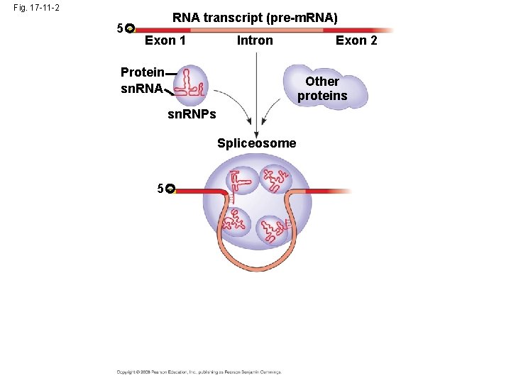 Fig. 17 -11 -2 5 RNA transcript (pre-m. RNA) Exon 1 Intron Protein sn.