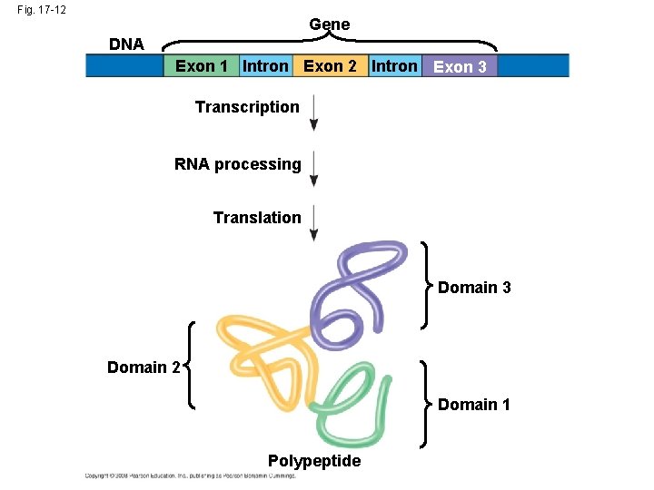Fig. 17 -12 Gene DNA Exon 1 Intron Exon 2 Intron Exon 3 Transcription