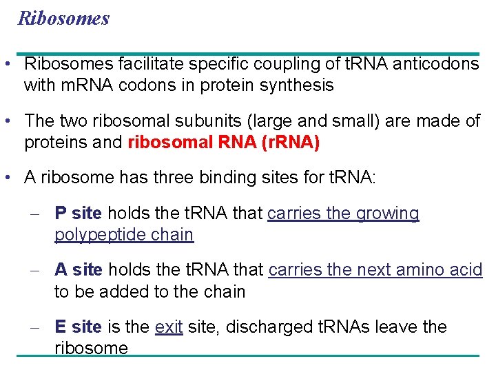 Ribosomes • Ribosomes facilitate specific coupling of t. RNA anticodons with m. RNA codons