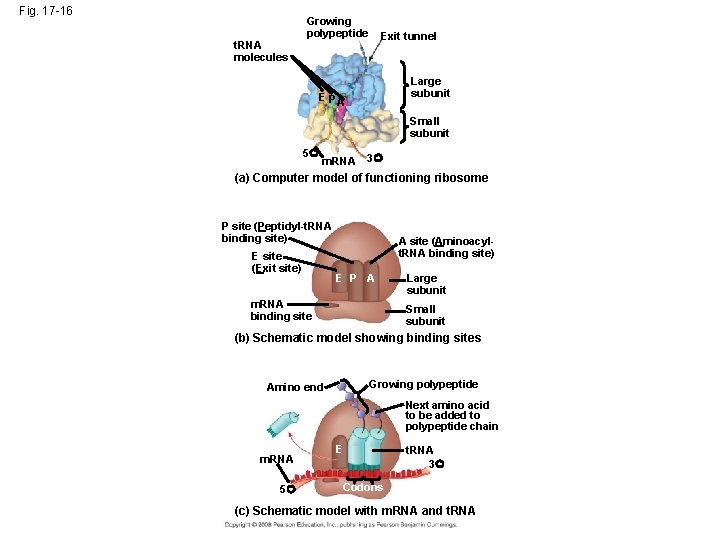 Fig. 17 -16 Growing polypeptide Exit tunnel t. RNA molecules EP Large subunit A