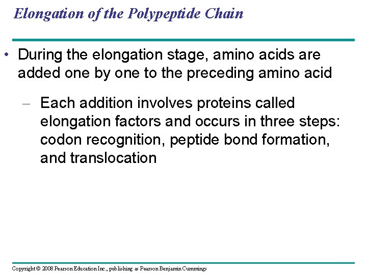 Elongation of the Polypeptide Chain • During the elongation stage, amino acids are added