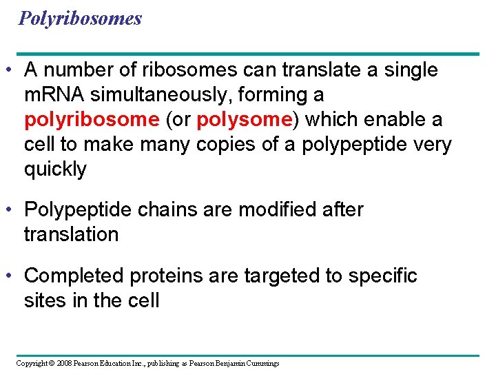 Polyribosomes • A number of ribosomes can translate a single m. RNA simultaneously, forming