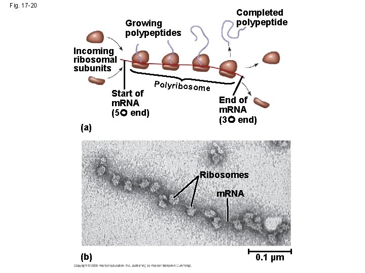 Fig. 17 -20 Completed polypeptide Growing polypeptides Incoming ribosomal subunits Start of m. RNA