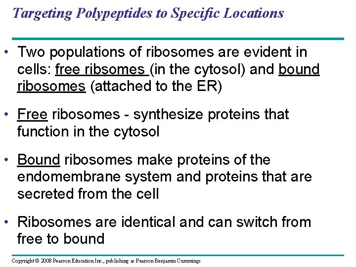 Targeting Polypeptides to Specific Locations • Two populations of ribosomes are evident in cells:
