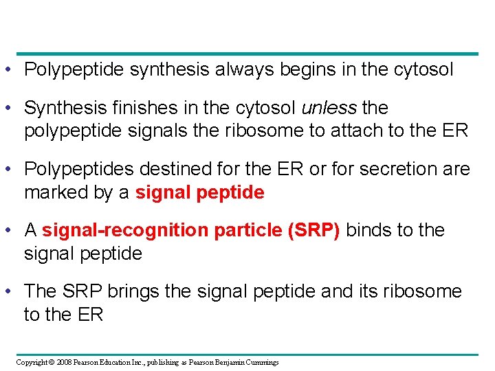  • Polypeptide synthesis always begins in the cytosol • Synthesis finishes in the