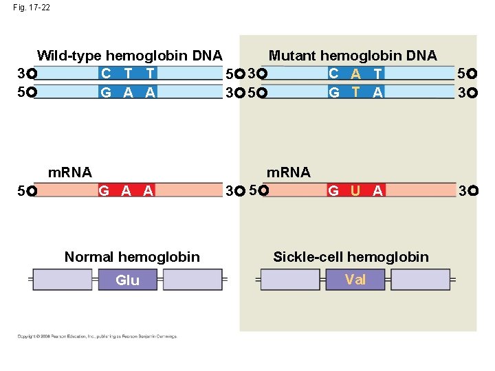 Fig. 17 -22 Wild-type hemoglobin DNA Mutant hemoglobin DNA C T T C A