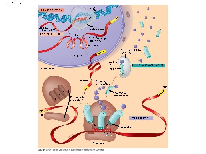 Fig. 17 -25 DNA TRANSCRIPTION 3 l Po A y- RNA polymerase 5 RNA